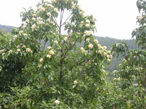 ľС500.45ԪáŽcArIB