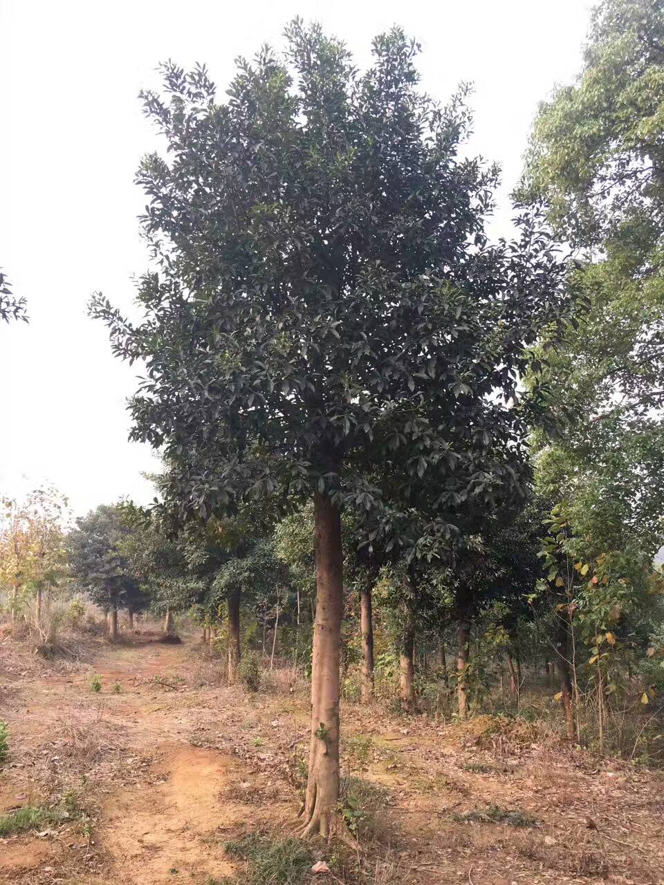 10-20ֹ(ji)UӢȫڶӢ