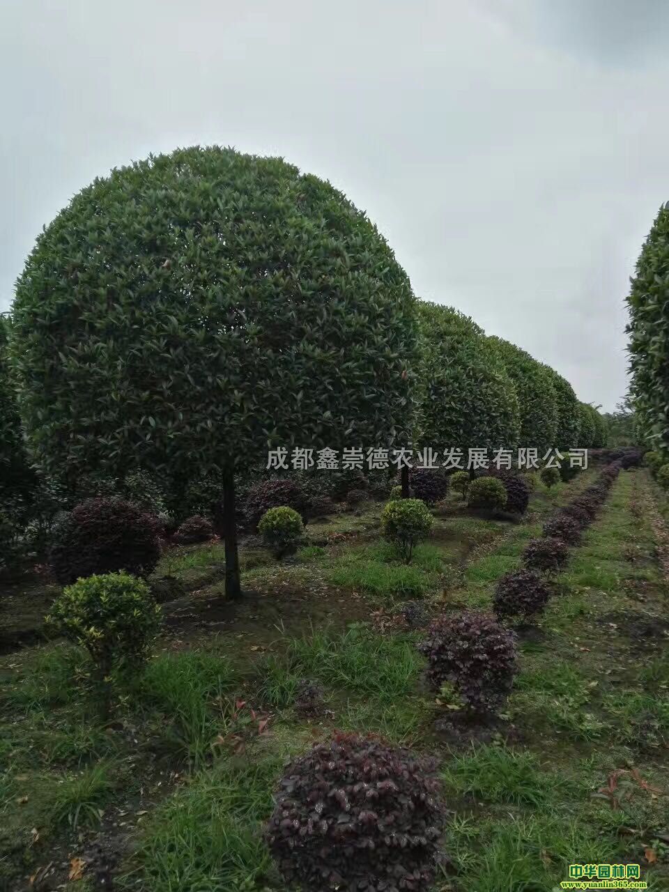 8ָߗU𻨡۹𻨻عһ؛Դ