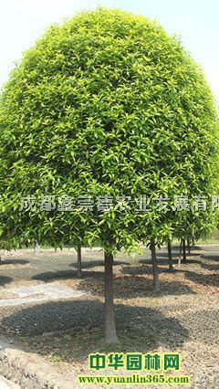 ؽƷ𻨘߷֦1.5-1.8טͺþ޼