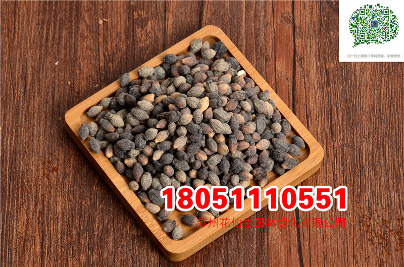 l|NӮ²ɷNĈDƬSֱNr