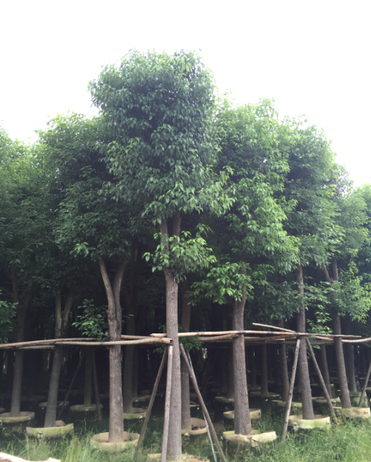 10121518202530