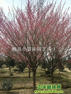 ĴƷt÷؛t÷ͷ֦t÷t÷