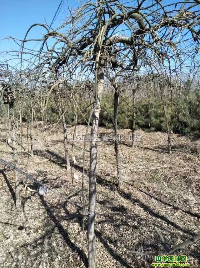 國槐、山楂樹、龍爪槐、白楊樹、側(cè)柏、北欒、山杏樹、山桃樹