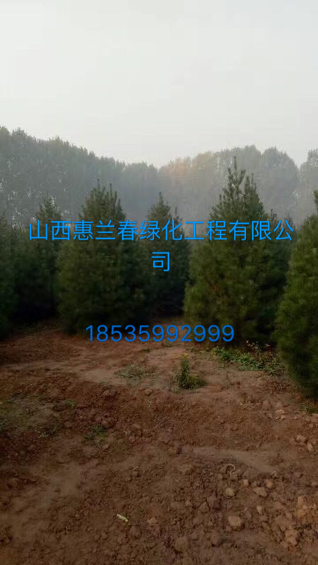 油松、刺槐、皂角、五角楓