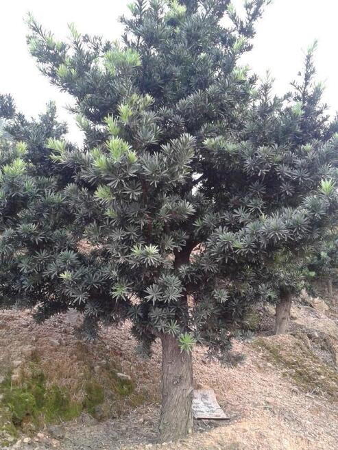 lԭ_hľԭU_hɡһUԭ_h