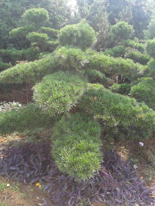 Z_hɘ12-15-20-25-30-40cm