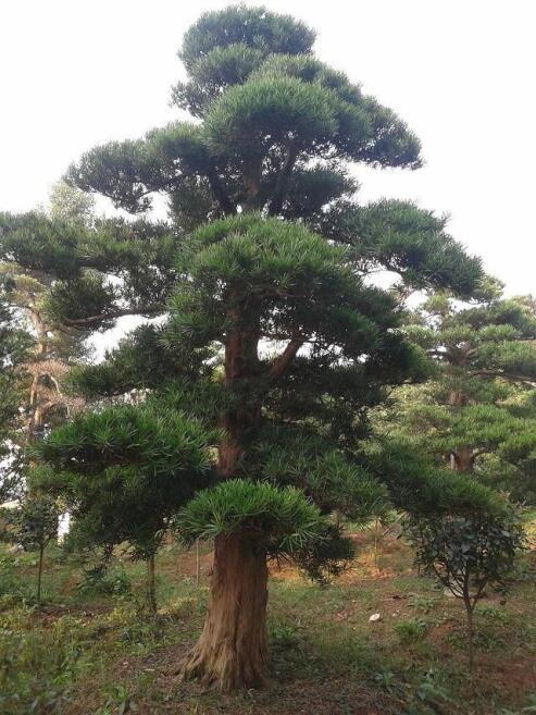 Z_hɘ12-15-20-25-30-40cm