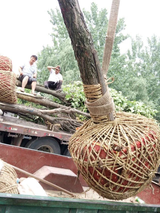 ܿԣ¡鱘ľء-鱘r鱘С硢鱘