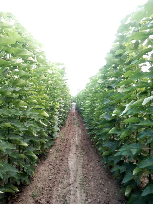 鱘硢׶硢ء5000鱘