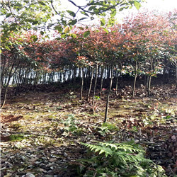 34cm5ָߗUt~ʯ骡r(ji)(yu)