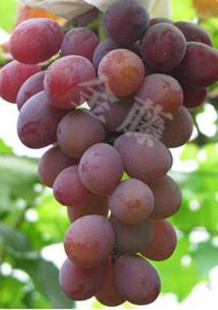 美人指葡萄苗、維多利亞葡萄苗、巨玫瑰葡萄苗