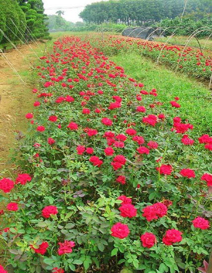 y ӭ  G  _m  Ϛg ѩ Vm