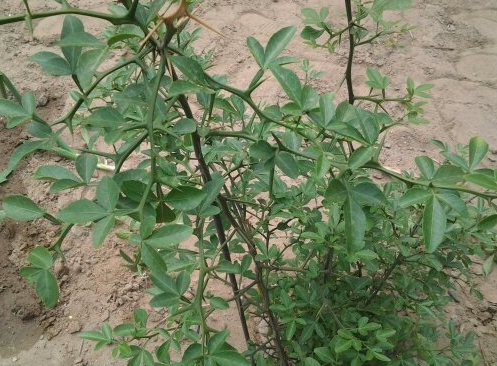 ӡӡFhկךNӺС