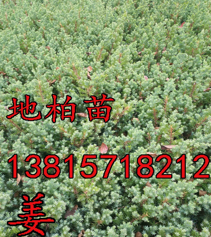 Lڳ۵ذ硢ذ̰uءuءȾG