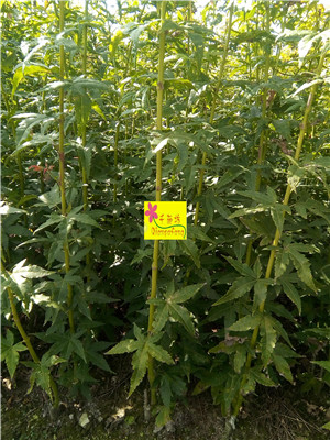 SС硢С硢tС硢tС硢Ųʘ