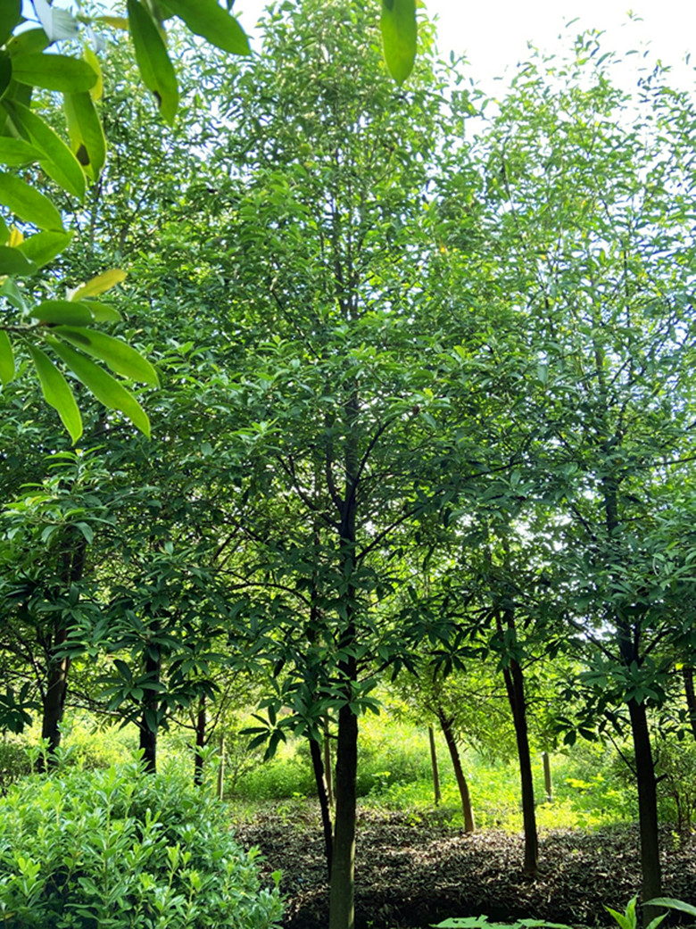 Lڹ10-20ּtľɏľtľɏ