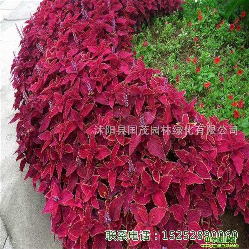 ~С@ֳͥԺ^Gֲﾰ^I^~