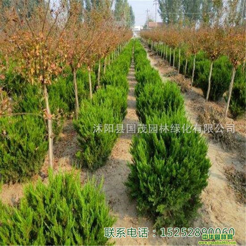 Դ^؛ǤСr񃞻