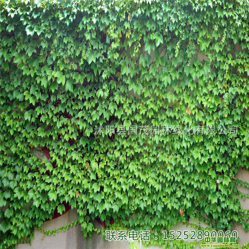 ֱNlɽ\ǤСٱֲ