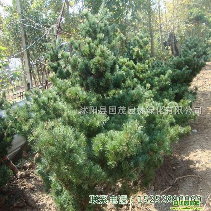 СձɡļG҃辰^pb