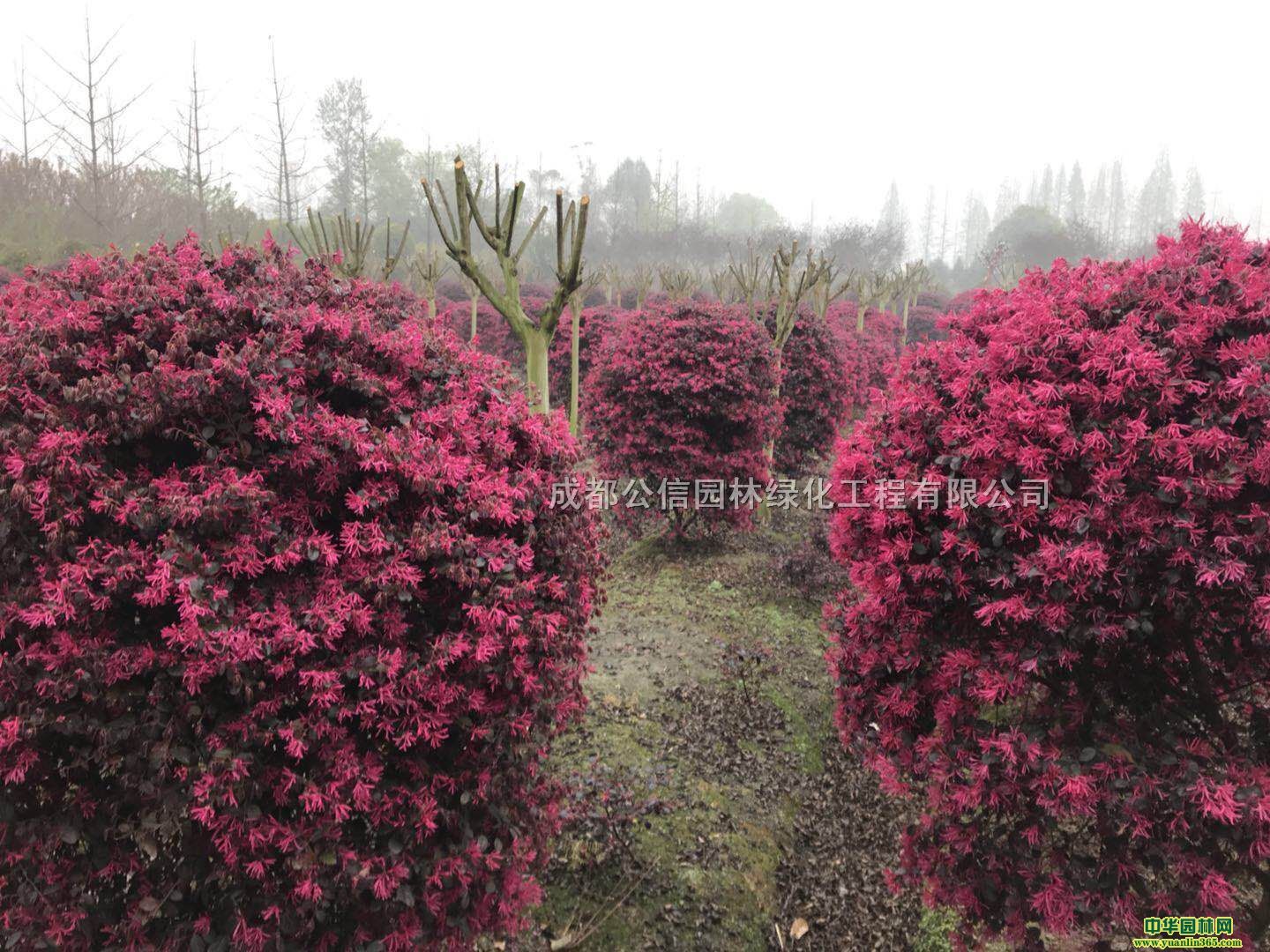 軨򡢼t^ľͩNt~ʯ