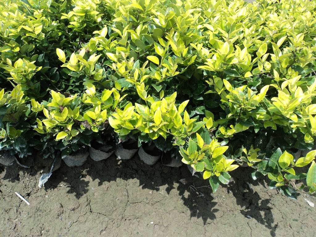 ɭŮؑؽɭŮؑСɭŮؑ