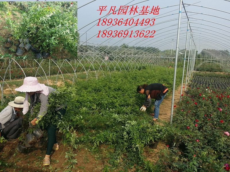 СNޱͮa10-600CM໨NޱtNޱ׻Nޱ