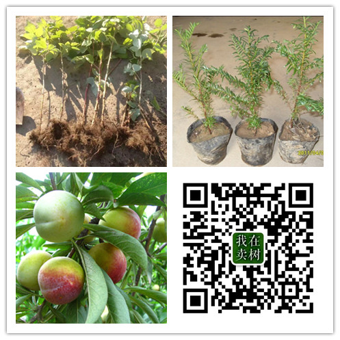 ۖ|tɼG硢ռ硢ʡΝ@־G޹˾