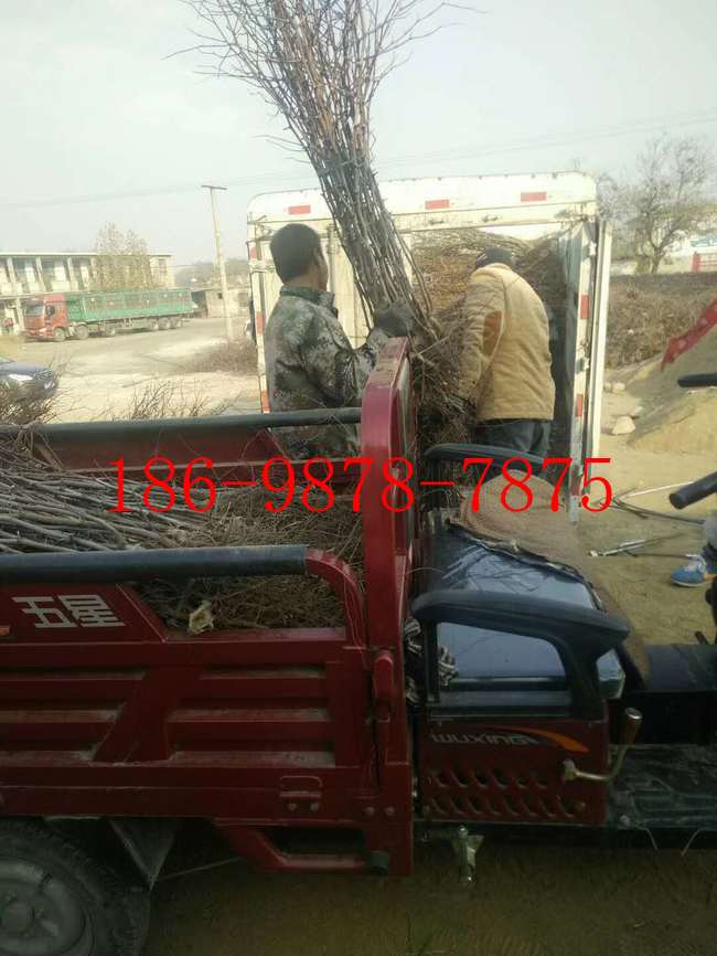 棗樹棗樹苗朝陽大棗苗遼寧朝陽棗樹苗基地李子苗蘋果苗