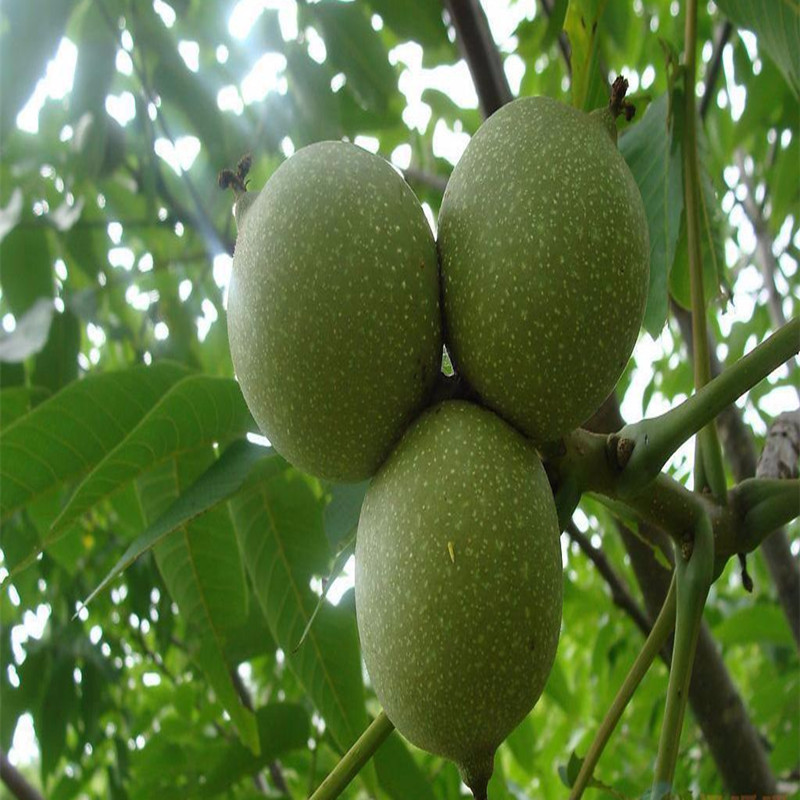 r(nng)ֱN3ּƤ缈Ƥu