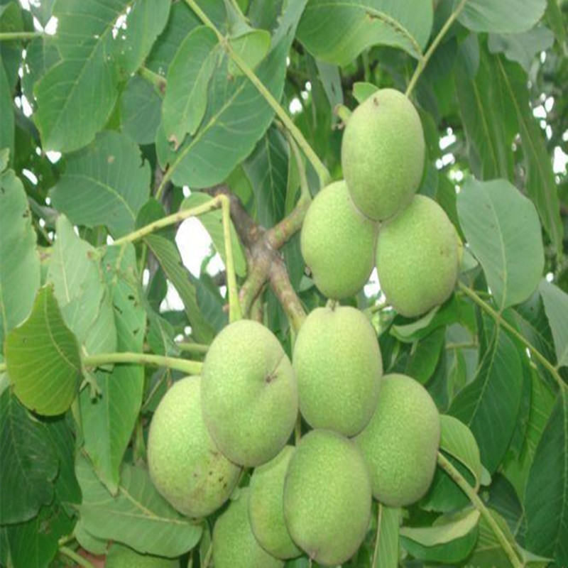 r(nng)ֱN0.8SxSxl(f)r(ji)