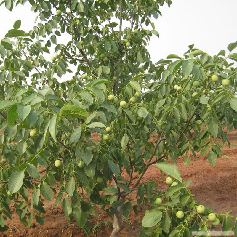 l(f)1׸85188518a(chn)