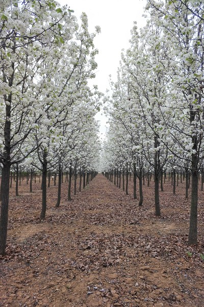 地徑10公分彩葉豆梨、2-15公分彩葉豆梨