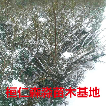 |tɼ硢|ɼ|tɼء|tɼr