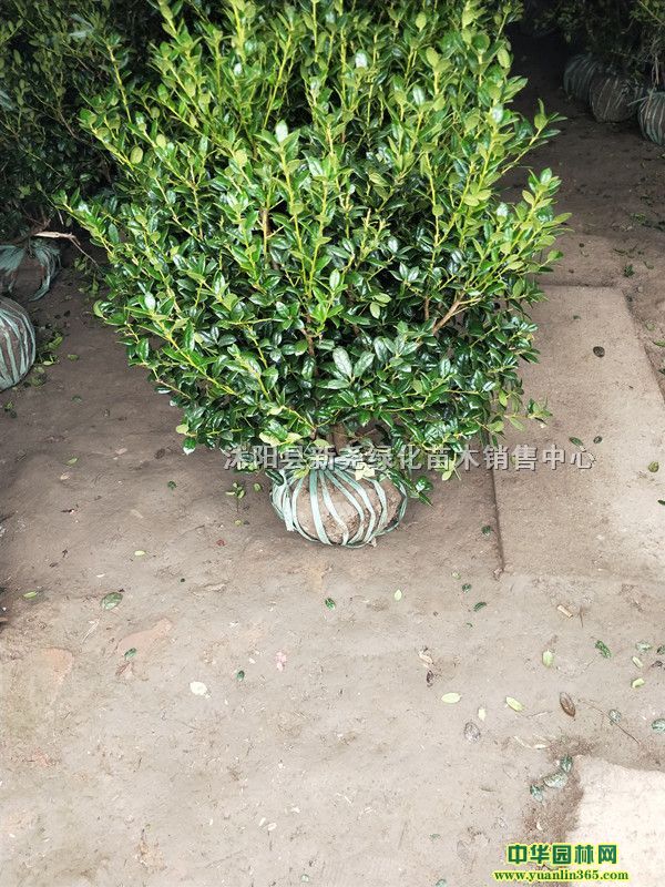 o۹򡢟o۹80-100ֹڷo۹