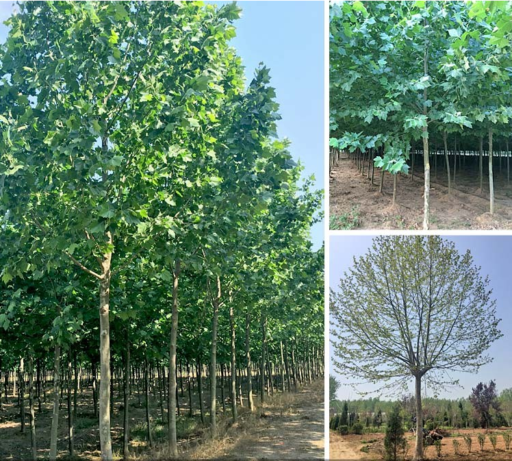 ľ܎ͩ׏2~25ַͩr(ji)ֱN