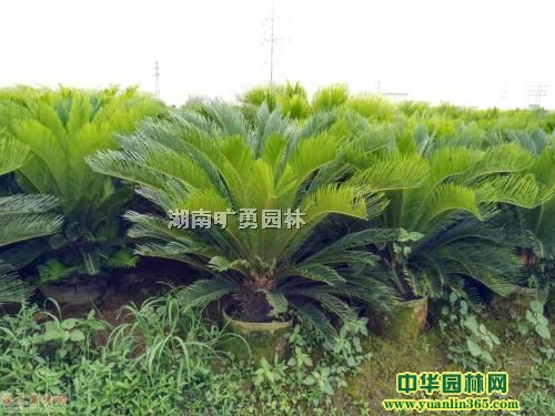 12KFKF12LɳKFU20