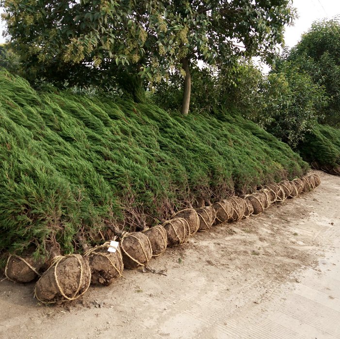 uɡuuػľ