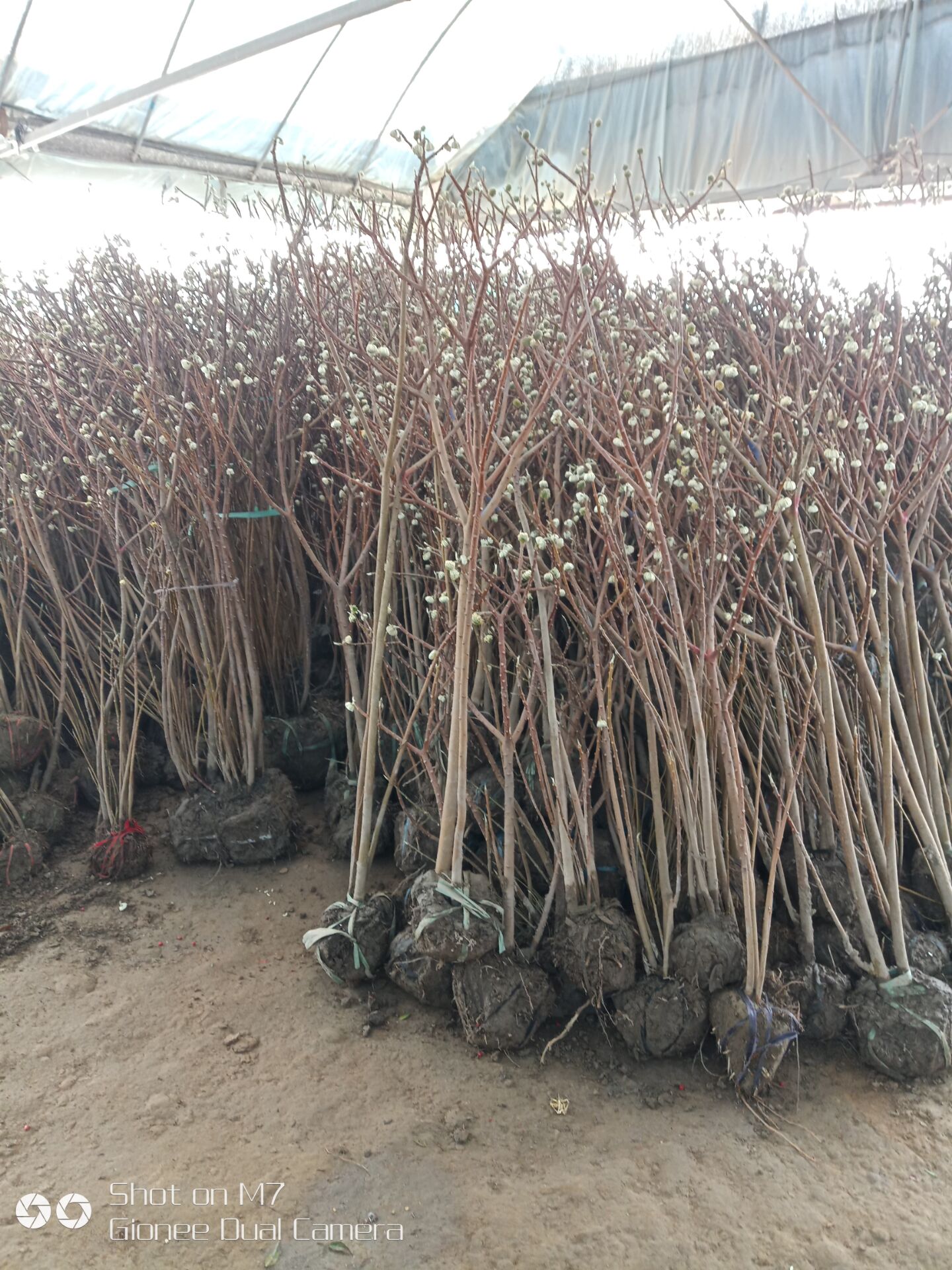 3-5֧ĽYrYDƬYa