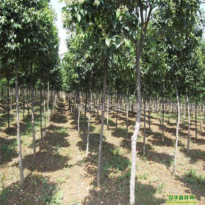 Kꖹ~Ůؑ1-1.5״~Ůؑ