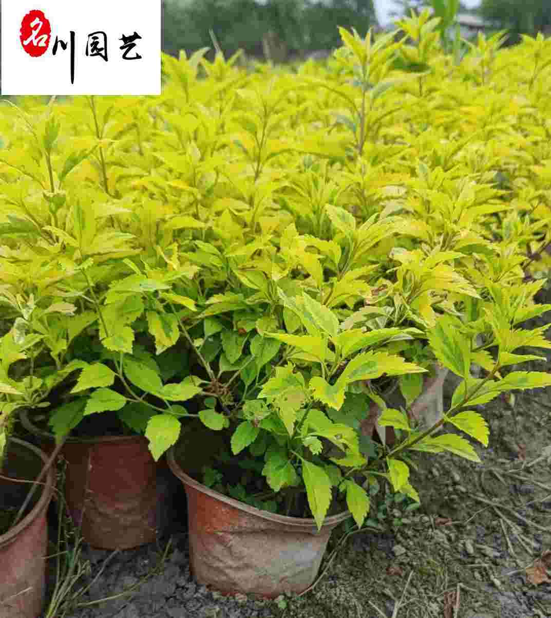 ɶl(f)ɫK硢~BNr(ji)0.4Ԫ