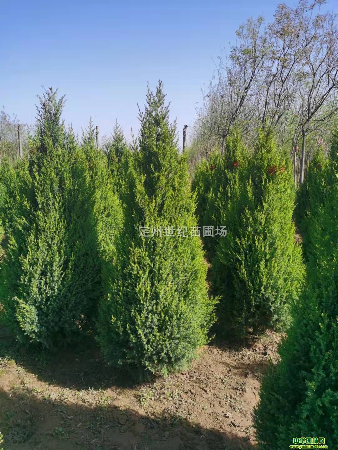 uСӱuu0.44u