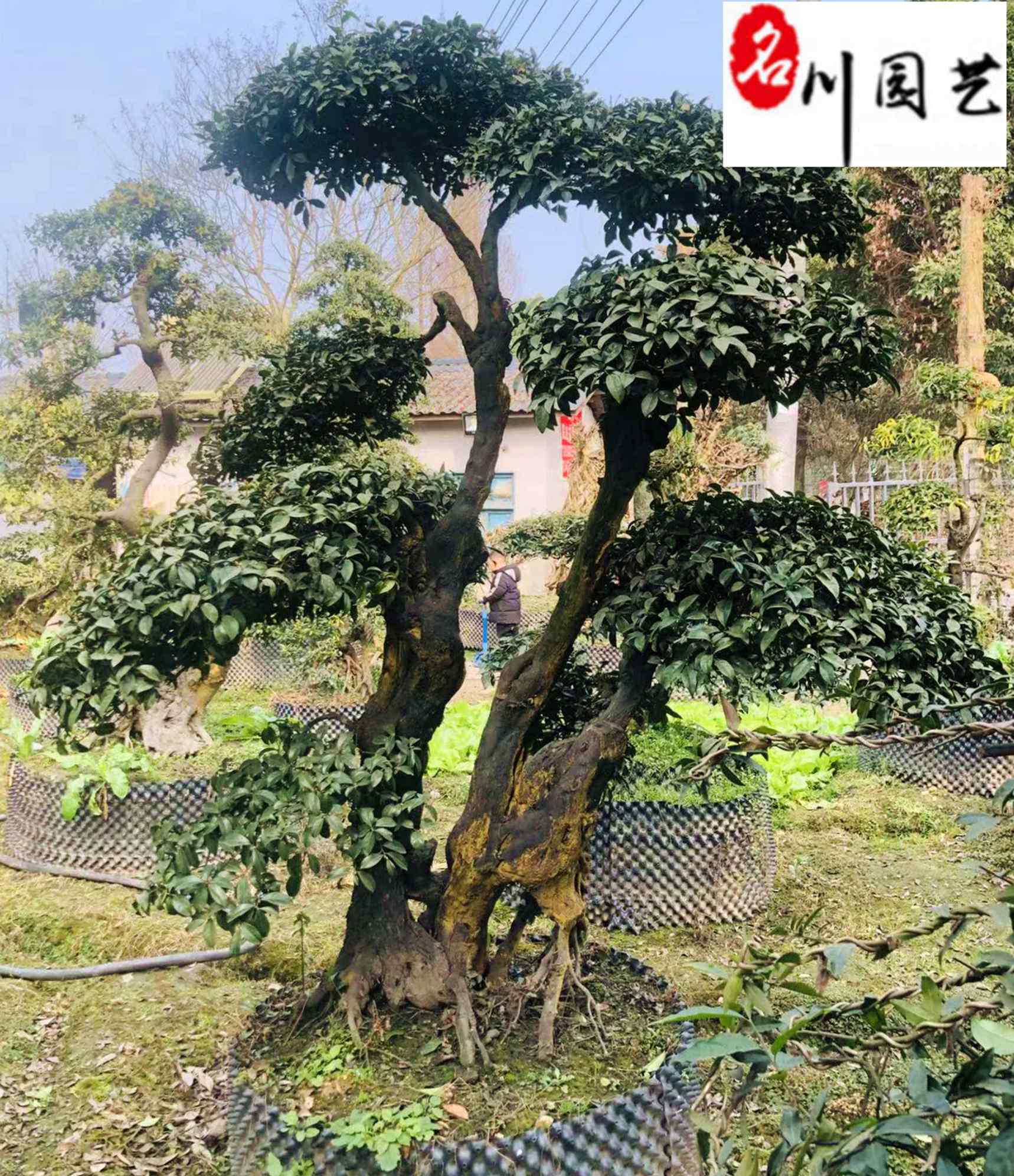 辰Ĵ辰ľl(f)Ӄr(ji)