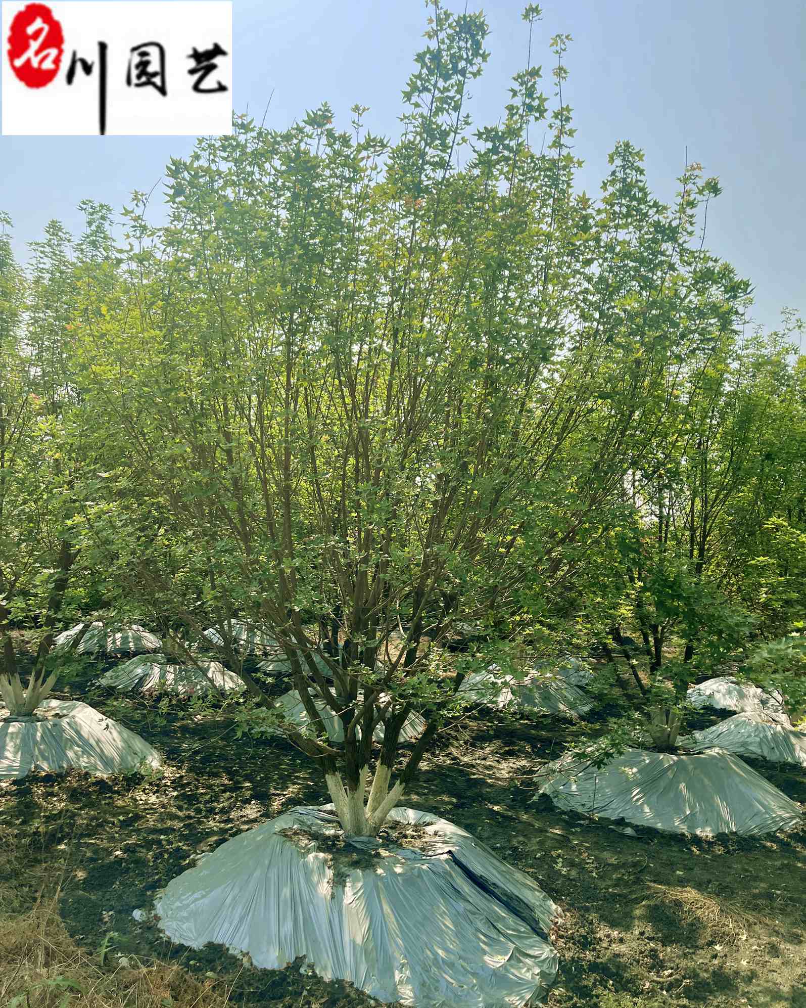 Ԫ8-15փr񡢳ɶľֱNă