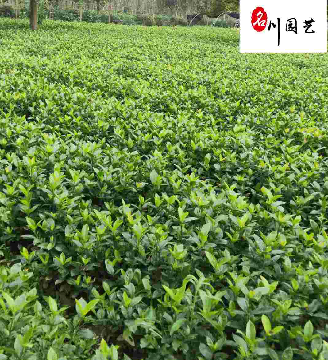 dӻr񡢴~dС~dӡɶdӻ