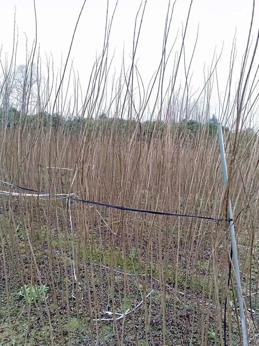 ޱl2.5׸߾ƿԭϡޱС