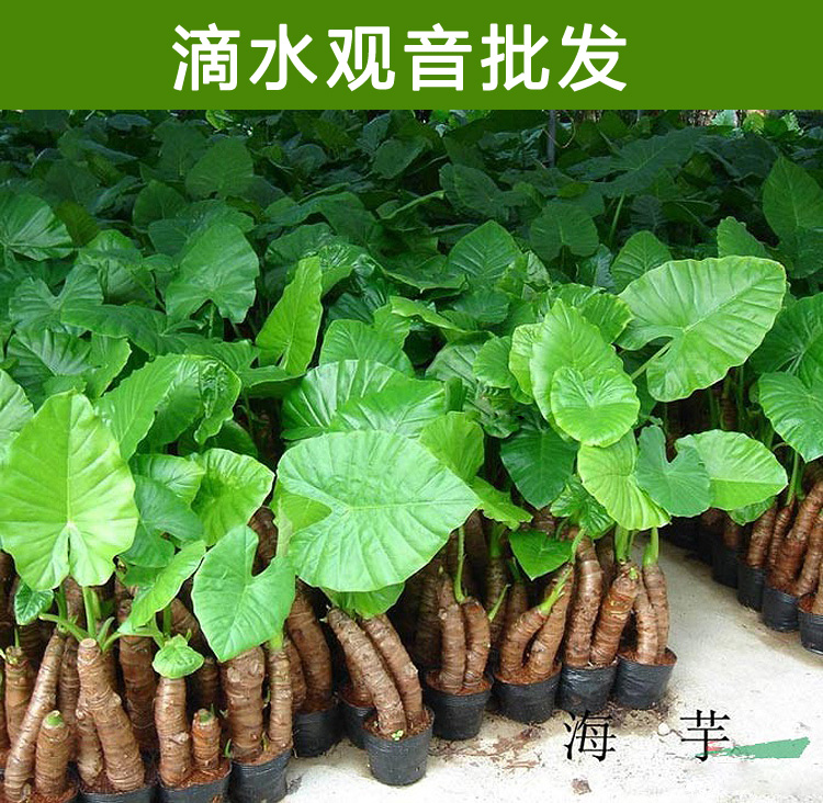 滴水觀音產地批發