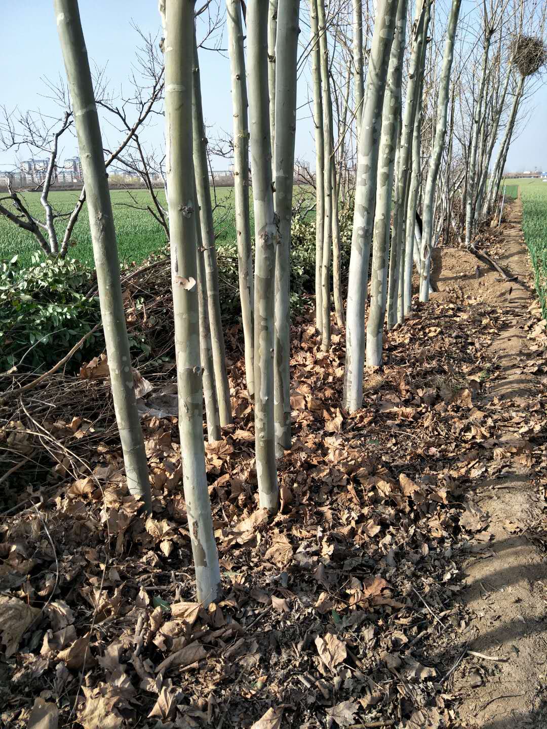 4mͩһһw11-15cmؽ