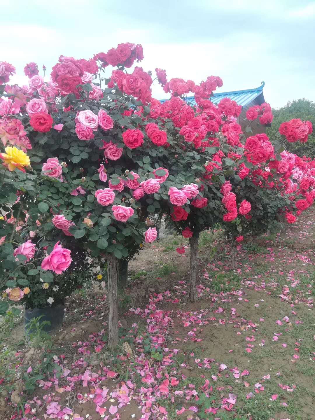 ؏3-6ָߗU¼ԻُľŃr